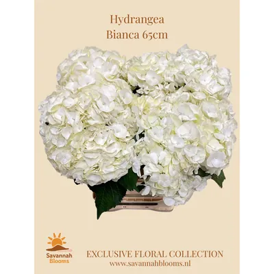 Hydrangea M BIANCA