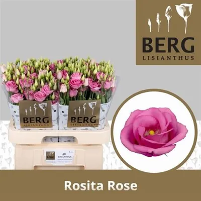 Lisianthus G Rosita Rose Pink