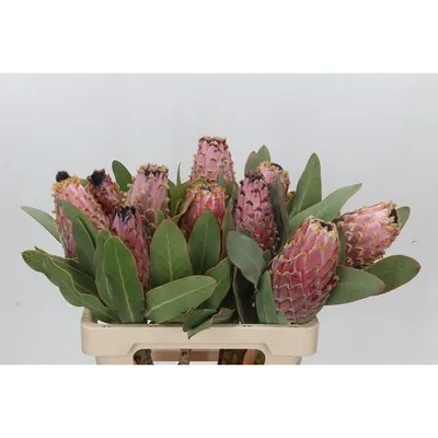 Protea Magnifica