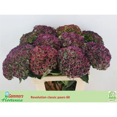 Hydrangea Revolution Classic Dark