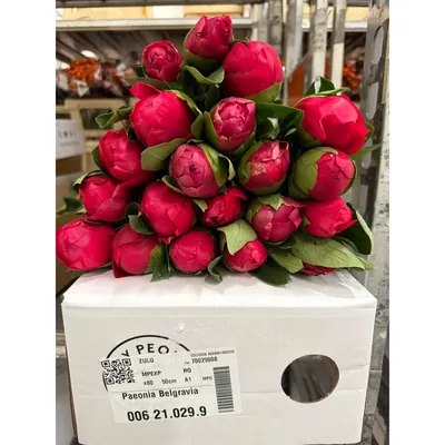 Peony Belgravia