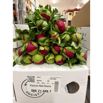 Peony Red Charm