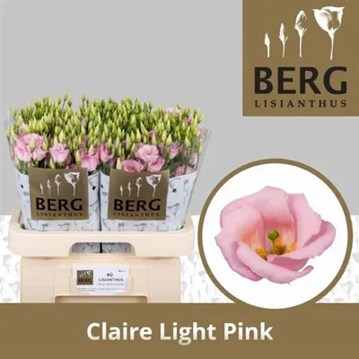Lisianthus E Claire Light Pink
