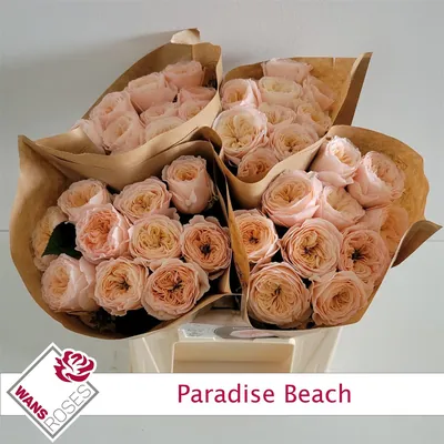 Rosa Rparadise Beach
