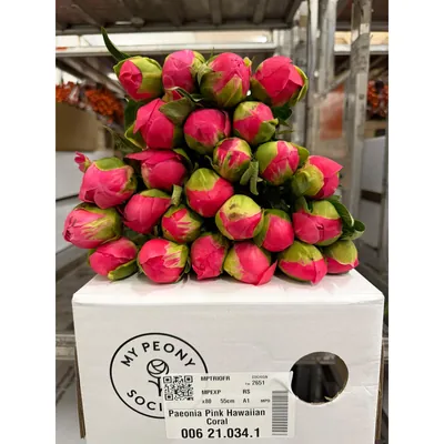 Peony Pink Hawaiian Coral