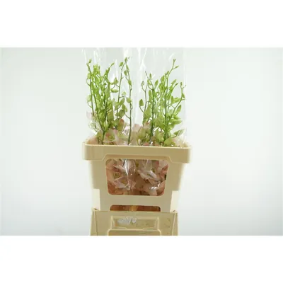 Dendro Cinta Sweet Xl