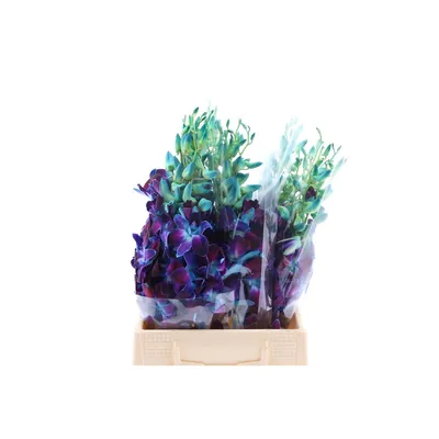 Dendro Gal Blue Dyed