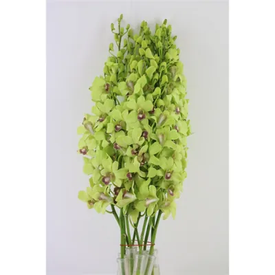 Dendro Green L