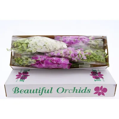 Dendro Pastel Color Mix X40