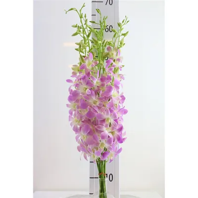 Dendro Lucy Pink L Sg