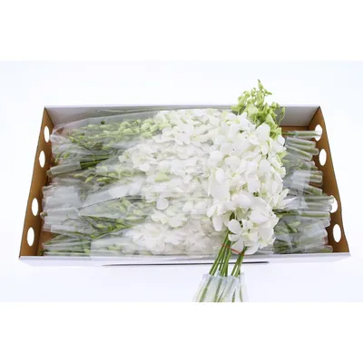 Dendro Big White