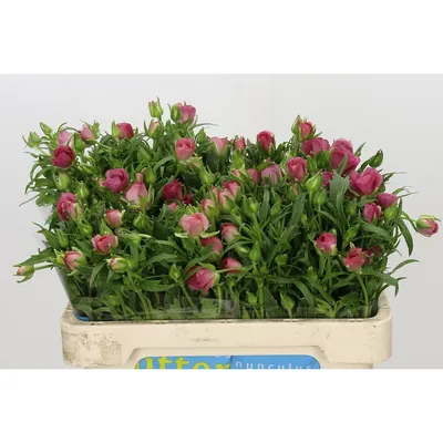 Ranunculus Butterfly Lycia