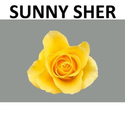 Rosa SUNNY SHER Boxes (V)