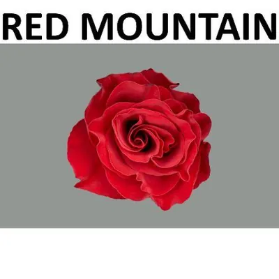 Rosa RED MOUNTAIN Boxes (V)
