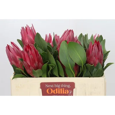 Protea Cy Madiba