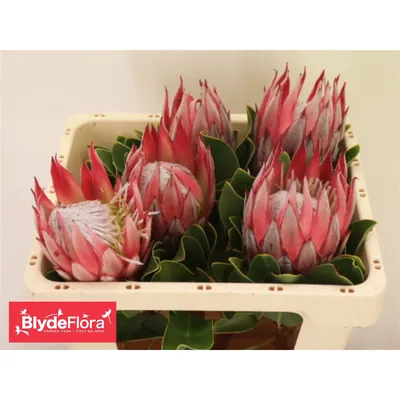 Protea Cyn. Clare