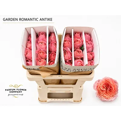 Rosa Garden Romantic Antike