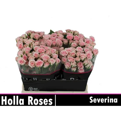 Rosa Spray SEVERINA