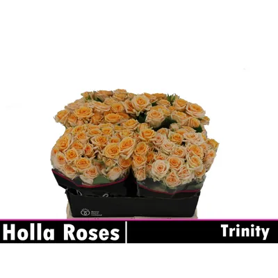 Rosa Spray TRINITY