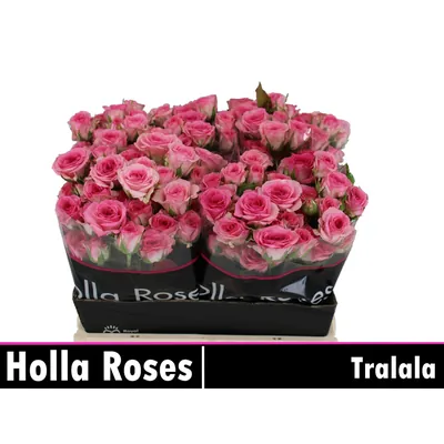 Rosa Spray TRALALA