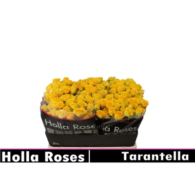 Rosa Spray TARANTELLA