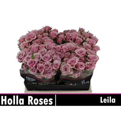 Rosa Spray LEILA