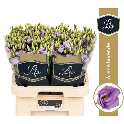 Lisianthus G Arena Lavender
