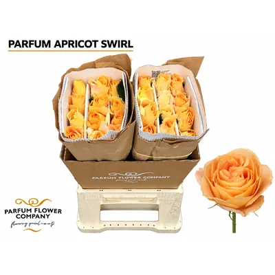 Rosa Parfum Apricot Swirl
