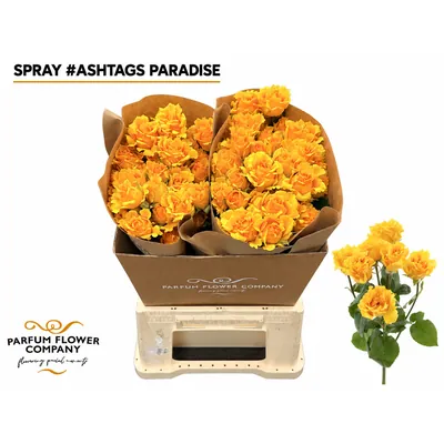 Rosa Spray Ashtags Paradise