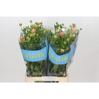 Ranunculus Butterfly Eris