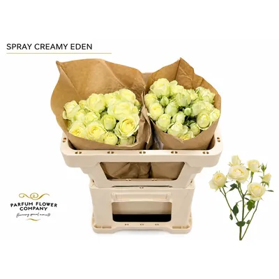 Rosa Spray Creamy Eden