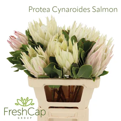 Protea Cynaroides Salmon