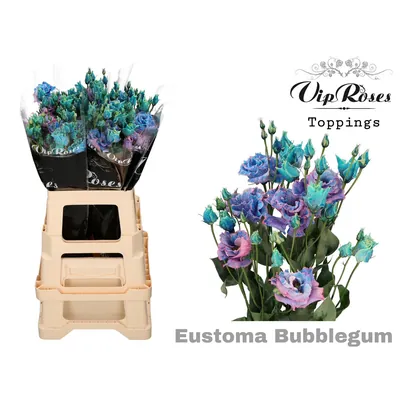 Lisianthus G Alissa Bubblegum
