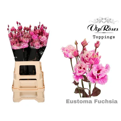 Lisianthus G Alissa Fuchsia