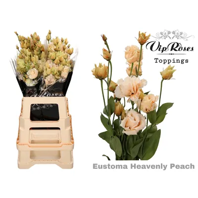 Lisianthus G Alissa Heavenly Peach
