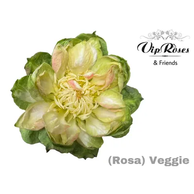 Rosa Veggie