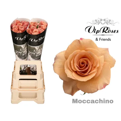 Rosa Moccachino
