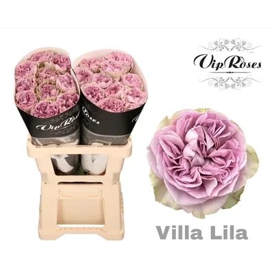 Rosa Villa Lila