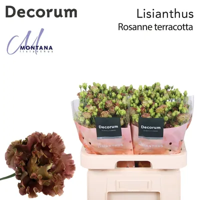 LISIANTHUS ROSANNE L TERRACOTTA 70C