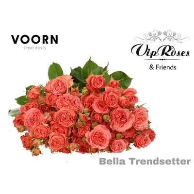 Rosa Spray Bella Trendset