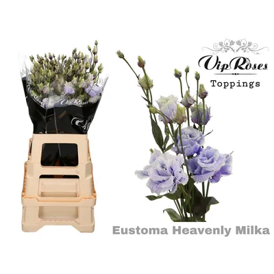 Lisianthus G Alissa Heavenly Milka