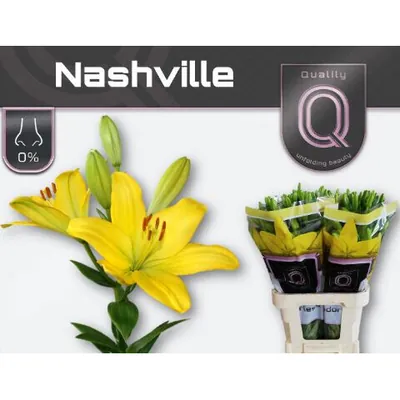 Lily La Nashville 4+