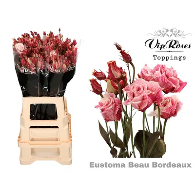 Lisianthus G Alissa Beau Bordeaux