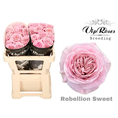 Rosa Rebellion Sweet