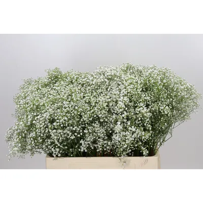 Gypsophila Zinzi Discovery