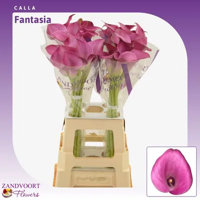 Calla Fantasia