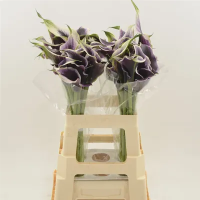 Calla Dubai Night Dubbelbloemig