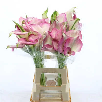 Calla Denver Dubbelbloemig