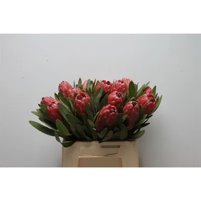 Protea Red Ice