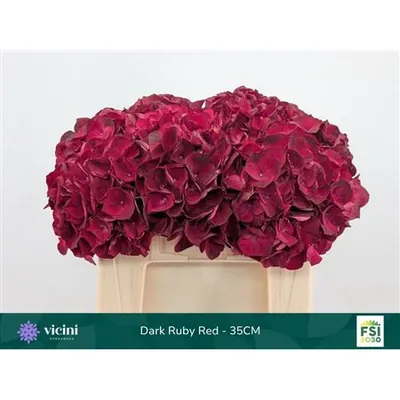 Hydrangea Ruby Dark